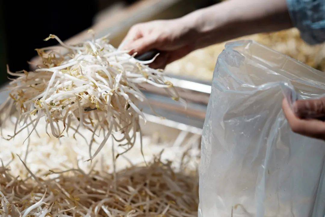 皇冠信用網代理占成_无根豆芽是用激素催生的皇冠信用網代理占成,吃了会致癌?