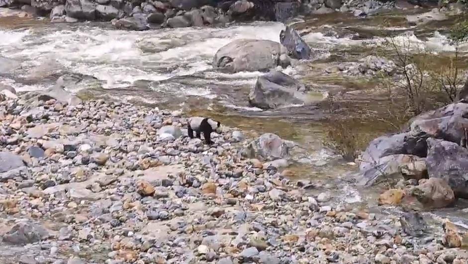 皇冠信用网代理注册_游客在陕西龙吟峡偶遇大熊猫过河皇冠信用网代理注册,景区:系纯野生秦岭大熊猫,今年首次发现