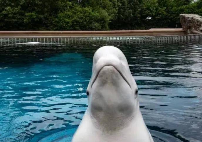 怎么注册皇冠信用网_宁愿全部安乐死怎么注册皇冠信用网,也不给中国?加拿大养不起30头白鲸,中国愿接手,然而...