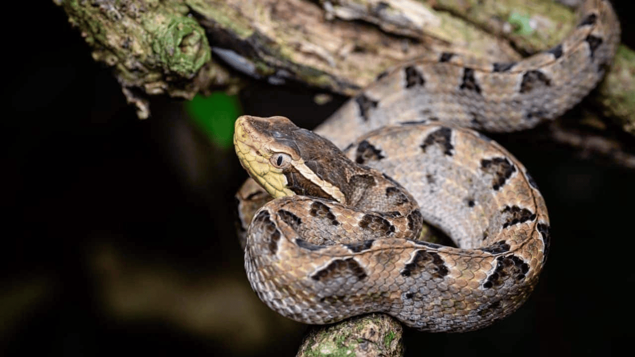 皇冠信用网注册开户_泰国女子在ATM机取钱皇冠信用网注册开户,取款口突然窜出一条蛇