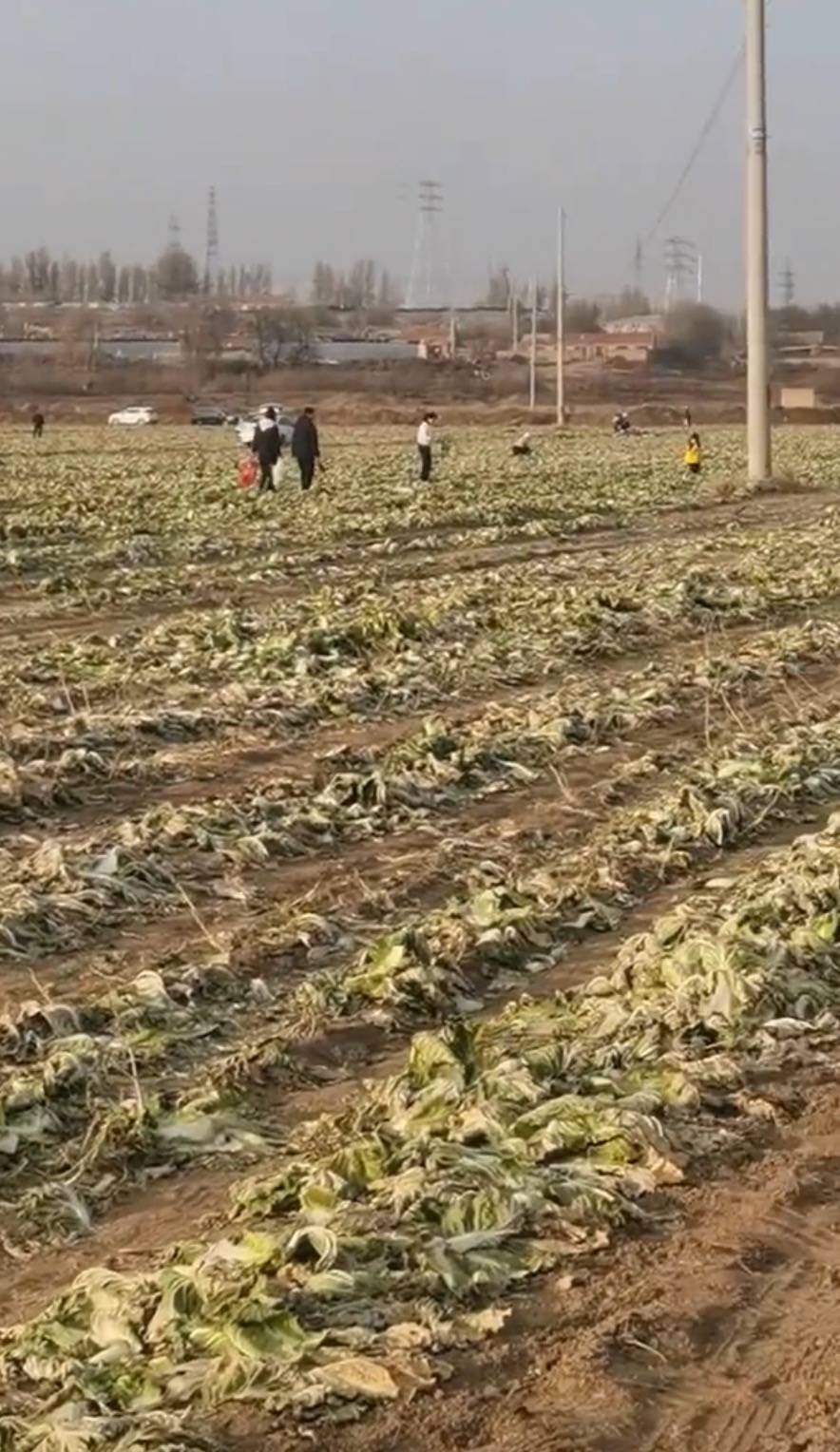 皇冠信用网出租代理
_赤峰通报“因网传白菜免费信息皇冠信用网出租代理
,致菜农白菜地被他人采收”一事:已成立联合调查组